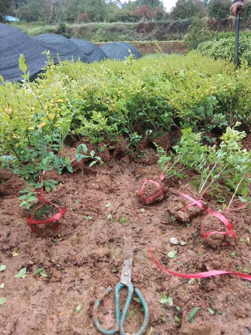 一站式園林綠化服務 挖機出租與苗木出售，打造綠色城市新名片