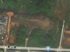 湘江西岸的青綠道場 長沙岳麓雷鋒大道苗木租賃業的春天