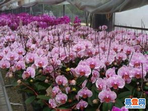 菏澤曹縣230畝優質肥沃平整土地出租，助力花卉苗木產業發展