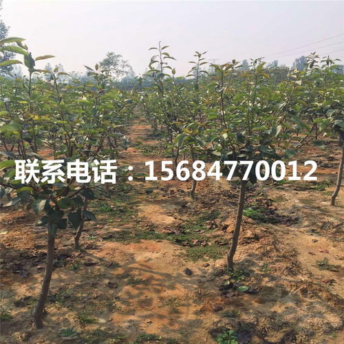 愛宕梨樹苗價格與苗木租賃全攻略